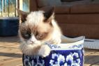 Grumpy Cat - Kucing Yang Selalu Cemberut