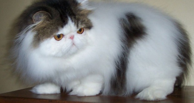 Merawat Kucing Persia