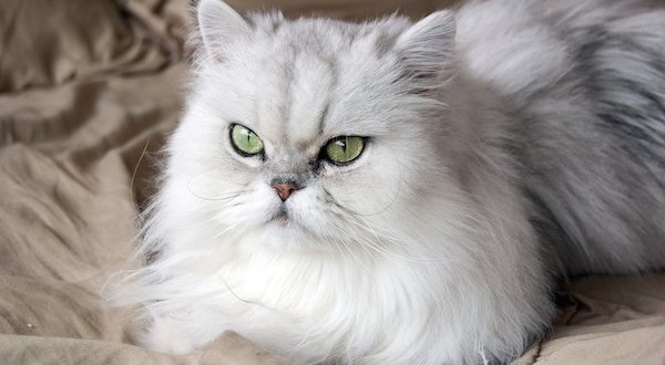 Cara Memandikan Kucing Persia - Perawatan Kucing