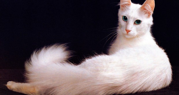 Kucing Angora (Turkish Angora)