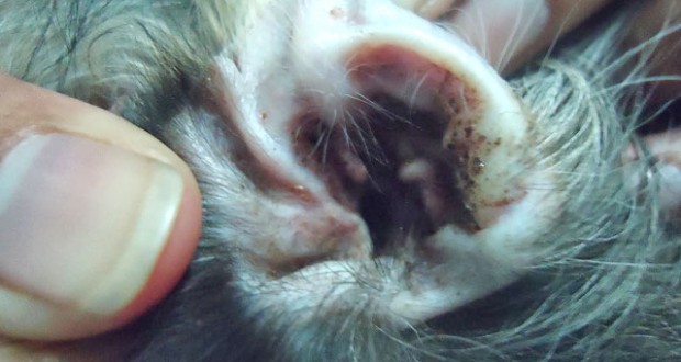 Penyakit Kucing Otitis / Infeksi Telinga
