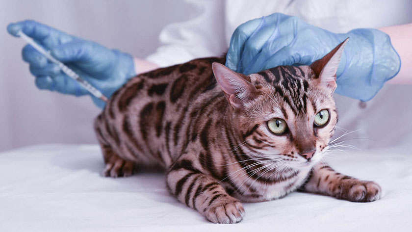Jenis Vaksinasi Kucing