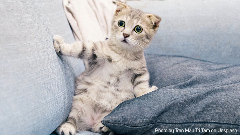 Foto Kucing Ternyata lebih Populer Ketimbang Foto Selfie