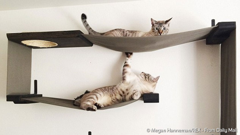 Kucing Anda Akan Senang Dengan Perlengkapan Furniture Ini