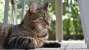 Diabetes Pada Kucing, Gejala, Penyebab, Diagnosa, Pengobatan dan Pencegahannya