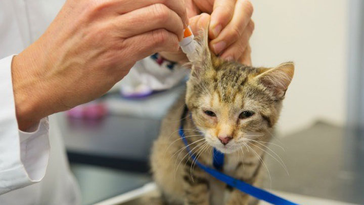 Obat tetes untuk mengobati kucing yang terkena Otitis