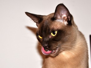 Kucing Burmese