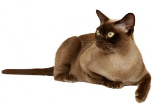 Kucing Burmese