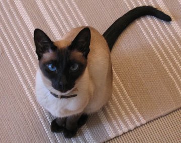 Kucing Siamese Klasik