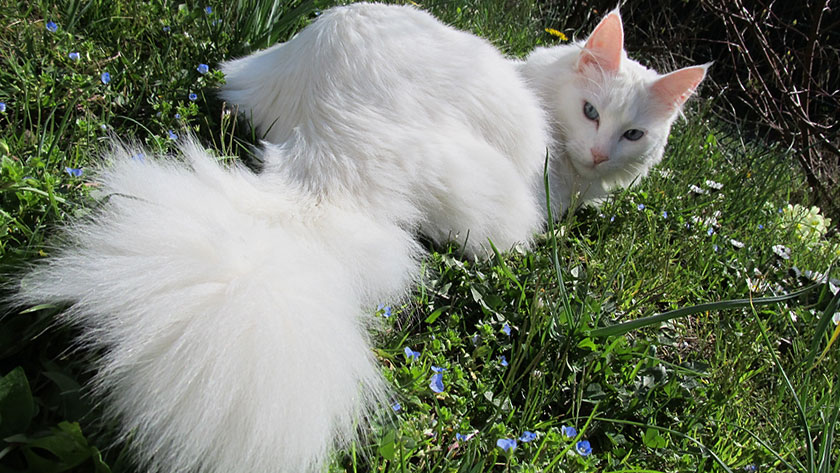 kucing turkish angora