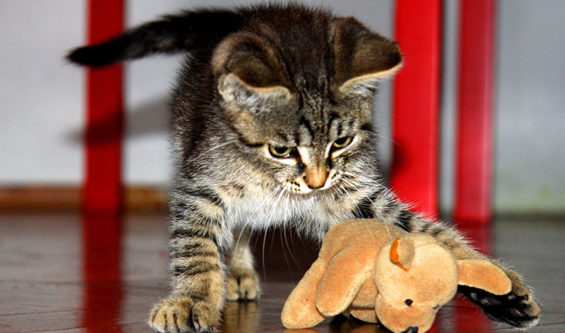 cara membuat kucing peliharaaan nyaman di rumah - berikan mainan