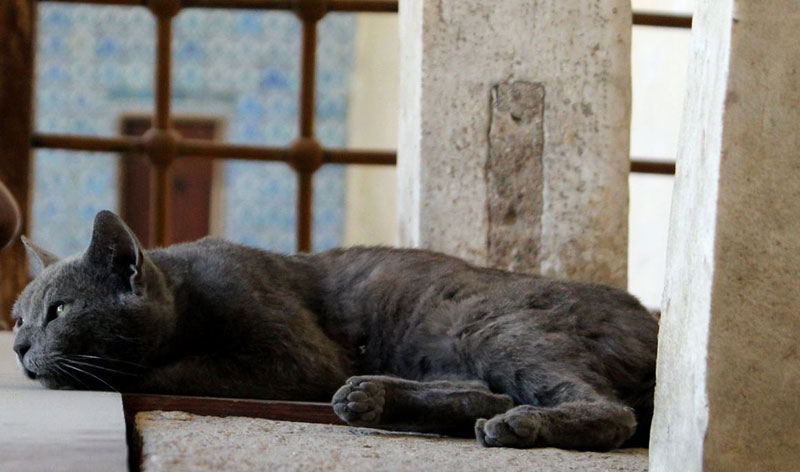 cara membuat kucing peliharaaan nyaman di rumah - berikan ruang