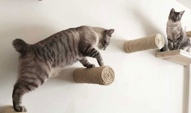 cara membuat kucing peliharaan nyaman di rumah - biarkan memanjat dan bertengger
