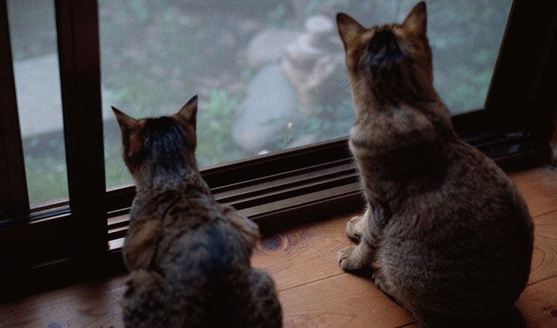 cara membuat kucing peliharaan nyaman di rumah - berikan pemandangan suasana luar rumah