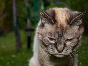 Tahapan dalam kehidupan kucing - dewasa senior